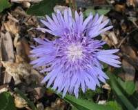 stokesia laevis 3.jpg